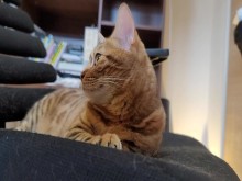 Fury te muerde en un juego intenso