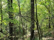 Bbw MILF bosque público mostrando tetas pequeñas y coño gordo